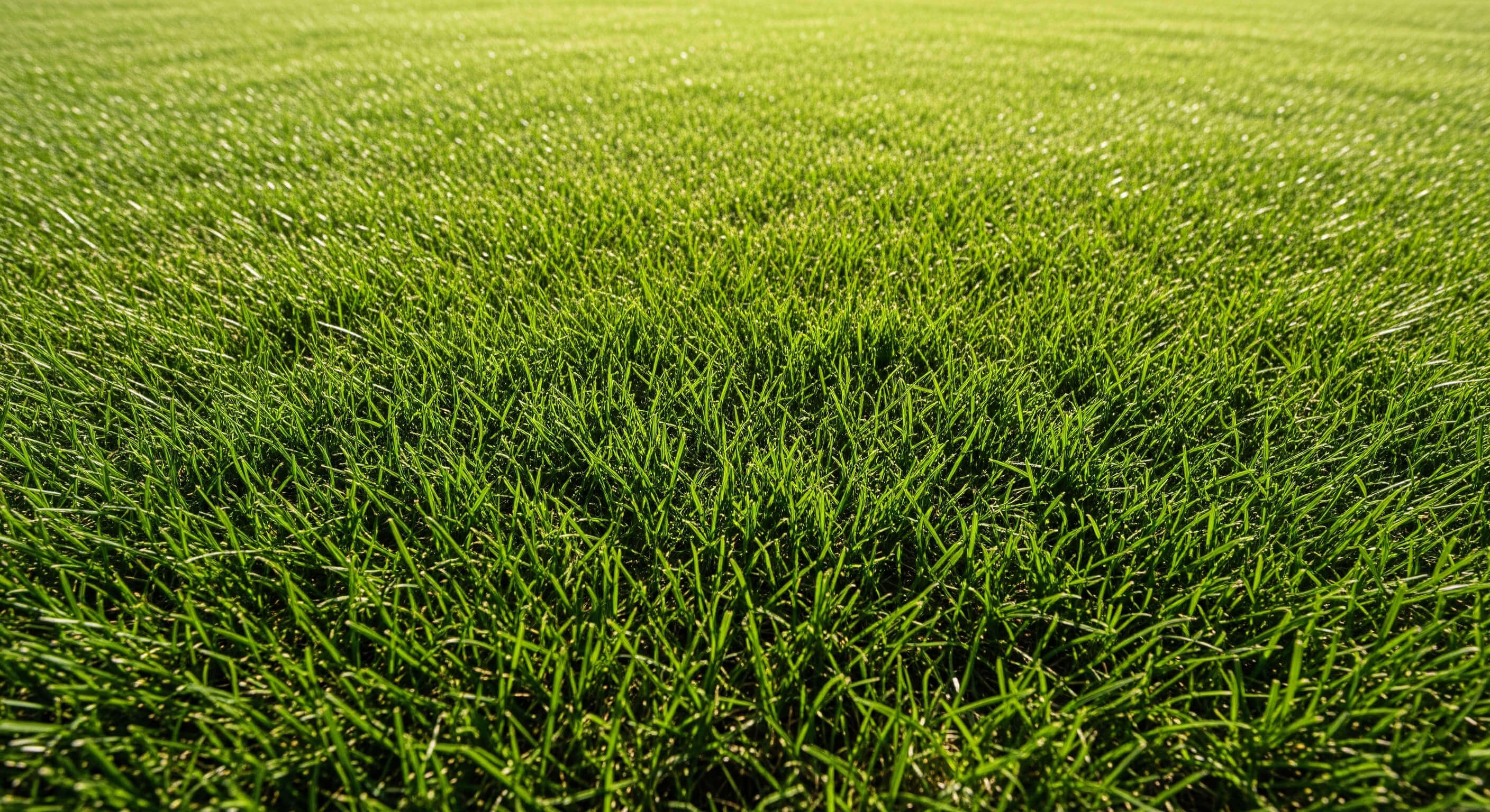 Bermuda Grass