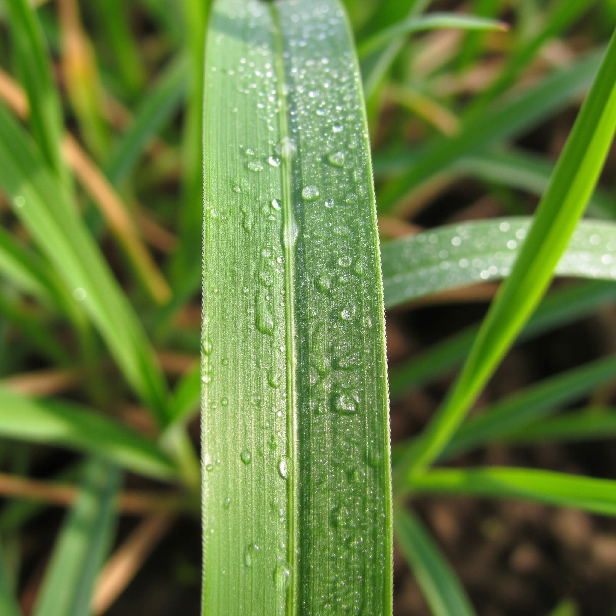 Medium width grass blades