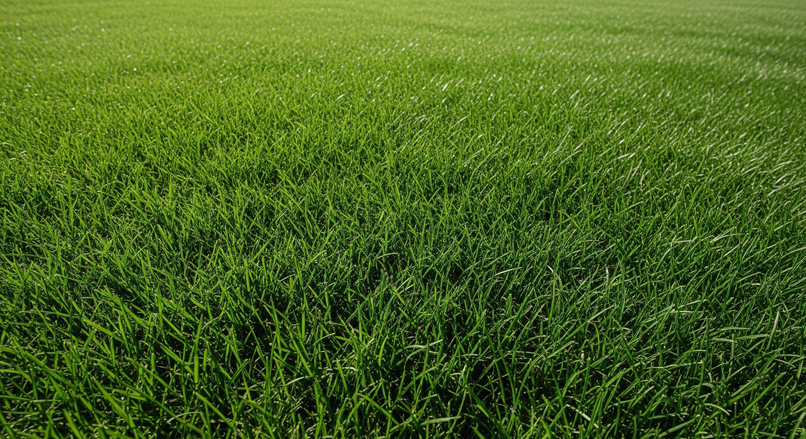 Centipede Grass