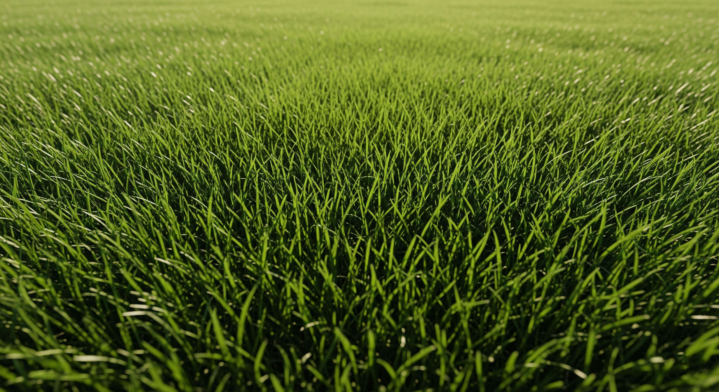 Tall Fescue